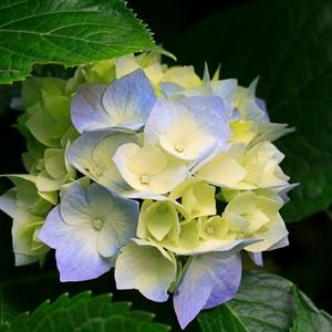 Meet your Posher, Tami